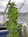 Нажмите на изображение для увеличения.

Название:	Euphorbia grandicornis.jpg
Просмотров:	216
Размер:	58.4 Кб
ID:	382950