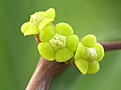 Нажмите на изображение для увеличения.

Название:	cyathium_Euphorbia grandicornis.jpg
Просмотров:	204
Размер:	60.9 Кб
ID:	382952