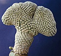 Нажмите на изображение для увеличения.

Название:	E.piscidermis.jpg9.jpg
Просмотров:	209
Размер:	77.6 Кб
ID:	382955