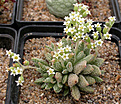 Нажмите на изображение для увеличения.

Название:	Crassula ausensis ssp. titanopsis.jpg
Просмотров:	216
Размер:	110.5 Кб
ID:	382957