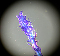 Нажмите на изображение для увеличения.

Название:	spinos_Cephalocereus senilis.jpg
Просмотров:	392
Размер:	63.7 Кб
ID:	383036