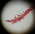 Нажмите на изображение для увеличения.

Название:	spinos2_Cephalocereus senilis.jpg
Просмотров:	384
Размер:	60.3 Кб
ID:	383037