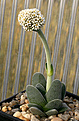 Нажмите на изображение для увеличения.

Название:	Crassula_tecta_IMG_4303.jpg
Просмотров:	192
Размер:	74.4 Кб
ID:	383048