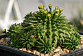Нажмите на изображение для увеличения.

Название:	Euphorbia_susannae_IMG_4331.jpg
Просмотров:	190
Размер:	81.3 Кб
ID:	383051