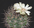 Нажмите на изображение для увеличения.

Название:	Gymnocalycium_sp_600.jpg
Просмотров:	175
Размер:	124.7 Кб
ID:	383109