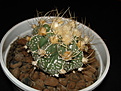 Нажмите на изображение для увеличения.

Название:	Astrophytum asterias hubr №01.JPG
Просмотров:	346
Размер:	147.7 Кб
ID:	383127