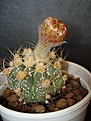 Нажмите на изображение для увеличения.

Название:	Astrophytum asterias hubr №09.jpg
Просмотров:	362
Размер:	141.9 Кб
ID:	383128