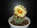 Нажмите на изображение для увеличения.

Название:	Astrophytum asterias hubr №15.jpg
Просмотров:	346
Размер:	108.9 Кб
ID:	383129