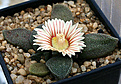 Нажмите на изображение для увеличения.

Название:	Aloinopsis_rubrolineata_IMG_4431.jpg
Просмотров:	198
Размер:	85.5 Кб
ID:	383132
