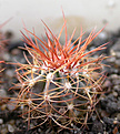 Нажмите на изображение для увеличения.

Название:	Melocactus neomontanus_сеянец.jpg
Просмотров:	743
Размер:	98.3 Кб
ID:	383141