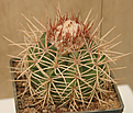 Нажмите на изображение для увеличения.

Название:	melocactus_serovaiskii_vyst.jpg
Просмотров:	691
Размер:	115.4 Кб
ID:	383161