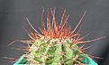 Нажмите на изображение для увеличения.

Название:	Melocactus rubrispinus  FR1330 Montes Claros.jpg
Просмотров:	624
Размер:	78.2 Кб
ID:	383162