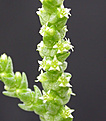 Нажмите на изображение для увеличения.

Название:	Crassula muscosa_цветки.jpg
Просмотров:	210
Размер:	70.7 Кб
ID:	383203