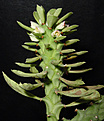Нажмите на изображение для увеличения.

Название:	Monadenium schubei.jpg
Просмотров:	204
Размер:	48.0 Кб
ID:	383204