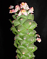 Нажмите на изображение для увеличения.

Название:	цветки Monadenium ritchei.jpg
Просмотров:	208
Размер:	41.5 Кб
ID:	383205