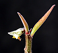 Нажмите на изображение для увеличения.

Название:	Monadenium invenustum ssp. angustum.jpg
Просмотров:	202
Размер:	61.9 Кб
ID:	383206