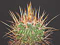 Нажмите на изображение для увеличения.

Название:	Stenocactus_sp.jpg
Просмотров:	289
Размер:	138.4 Кб
ID:	383212