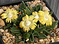 Нажмите на изображение для увеличения.

Название:	Nananthus_vittatus_IMG_4619.jpg
Просмотров:	207
Размер:	93.9 Кб
ID:	383242