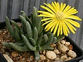 Нажмите на изображение для увеличения.

Название:	Cephalophyllum_fulleri_IMG_4668.jpg
Просмотров:	201
Размер:	83.6 Кб
ID:	383244