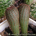 Frailea_afilanensis_04.jpg