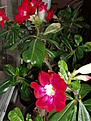 Нажмите на изображение для увеличения.

Название:	adenium 002.jpg
Просмотров:	180
Размер:	68.0 Кб
ID:	383266