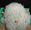 Нажмите на изображение для увеличения.

Название:	M. plumosa_carpus.jpg
Просмотров:	2040
Размер:	69.1 Кб
ID:	383274
