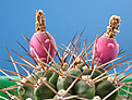 Нажмите на изображение для увеличения.

Название:	Gymnocalycium stuckertii_carpus.jpg
Просмотров:	2041
Размер:	87.1 Кб
ID:	383277