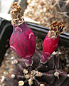 Нажмите на изображение для увеличения.

Название:	Gymnocalycium_Choco_carpus.jpg
Просмотров:	2051
Размер:	54.7 Кб
ID:	383278