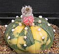 Нажмите на изображение для увеличения.

Название:	Astrophytum asterias_variegated_carpus.jpg
Просмотров:	2116
Размер:	91.4 Кб
ID:	383280