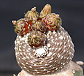 Нажмите на изображение для увеличения.

Название:	Blossfeldia liliputana_carpus.jpg
Просмотров:	2107
Размер:	99.1 Кб
ID:	383281