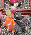 Нажмите на изображение для увеличения.

Название:	Gymnocalycium \'Mars\'_carpus.jpg
Просмотров:	2121
Размер:	108.1 Кб
ID:	383282