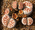 Нажмите на изображение для увеличения.

Название:	Lithops karasmontana_carpus.jpg
Просмотров:	2103
Размер:	117.5 Кб
ID:	383283