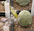Нажмите на изображение для увеличения.

Название:	Pseudolithos spaericus_carpus.jpg
Просмотров:	2104
Размер:	104.4 Кб
ID:	383284