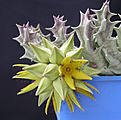 Нажмите на изображение для увеличения.

Название:	Orbea lutea.jpg
Просмотров:	203
Размер:	89.9 Кб
ID:	383287