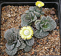 Нажмите на изображение для увеличения.

Название:	Titanopsis calcarea.jpg
Просмотров:	208
Размер:	114.6 Кб
ID:	383289