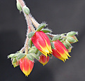 Нажмите на изображение для увеличения.

Название:	Echeveria Rundellii_anthus.jpg
Просмотров:	208
Размер:	73.3 Кб
ID:	383291
