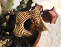 Нажмите на изображение для увеличения.

Название:	Huernia-striata.jpg
Просмотров:	184
Размер:	106.9 Кб
ID:	383304