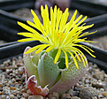 Нажмите на изображение для увеличения.

Название:	Faucaria sp. Springbokvlakte_anthus.jpg
Просмотров:	184
Размер:	99.7 Кб
ID:	383306