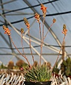 Нажмите на изображение для увеличения.

Название:	Aloe_haworthioides_IMG_4839.jpg
Просмотров:	183
Размер:	67.5 Кб
ID:	383330