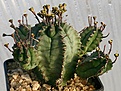 Нажмите на изображение для увеличения.

Название:	Euphorbia_pillansii_Barrydale_IMG_4815.jpg
Просмотров:	185
Размер:	79.1 Кб
ID:	383331