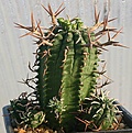 Нажмите на изображение для увеличения.

Название:	Euphorbia_stellaespina_IMG_4809.jpg
Просмотров:	173
Размер:	96.0 Кб
ID:	383332