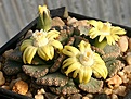 Нажмите на изображение для увеличения.

Название:	Titanopsis_fulleri_Prieska_IMG_4775.jpg
Просмотров:	180
Размер:	83.6 Кб
ID:	383333