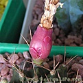 Нажмите на изображение для увеличения.

Название:	Gymnocalycium_anisits_.jpg
Просмотров:	2087
Размер:	24.5 Кб
ID:	383334
