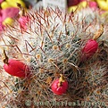 Нажмите на изображение для увеличения.

Название:	Mamillaria_proitfera_07.jpg
Просмотров:	2100
Размер:	54.8 Кб
ID:	383335