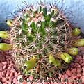 Нажмите на изображение для увеличения.

Название:	Mammillaria_duoformis_tenango_de_valle_white_fls.jpg
Просмотров:	2128
Размер:	50.3 Кб
ID:	383336