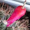 Нажмите на изображение для увеличения.

Название:	Mammillaria_mammilaris_02.jpg
Просмотров:	2093
Размер:	31.7 Кб
ID:	383337