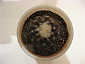 Нажмите на изображение для увеличения.

Название:	Copiapoa hypogea.jpg
Просмотров:	479
Размер:	54.5 Кб
ID:	383345