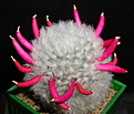 Нажмите на изображение для увеличения.

Название:	Mammillaria bocasana_multilanata_carpus.jpg
Просмотров:	2080
Размер:	50.2 Кб
ID:	383351
