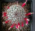 Нажмите на изображение для увеличения.

Название:	Mammillaria huitzilopochtlii_niduliformis_carpus.jpg
Просмотров:	2084
Размер:	108.0 Кб
ID:	383352