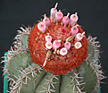 Нажмите на изображение для увеличения.

Название:	Melocactus matanzanus_carpus.jpg
Просмотров:	2067
Размер:	72.7 Кб
ID:	383353